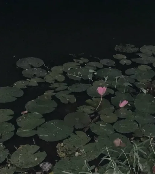 Miriam, 31